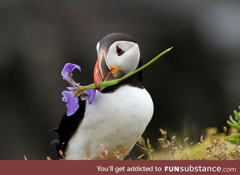 Monday is always hard so this cutie brings you a flower