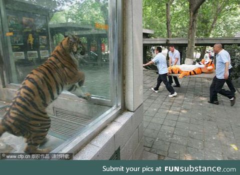 Trolling the Tiger exhibit