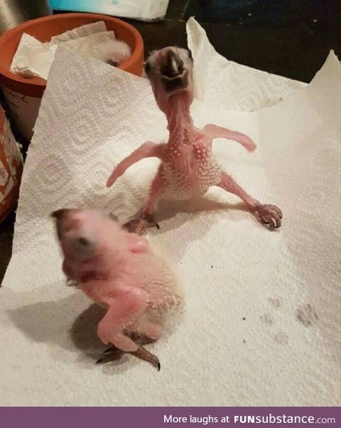 In case you've never seen baby parrots before