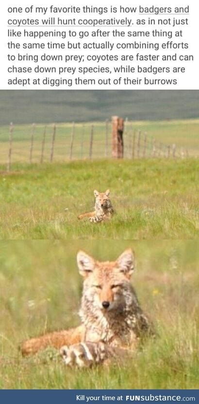 2 different animals cooperating to get food