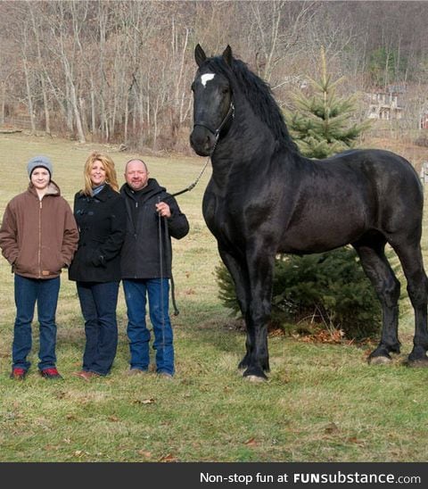 Percheron horse