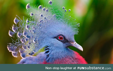 Victoria Crowned pigeon