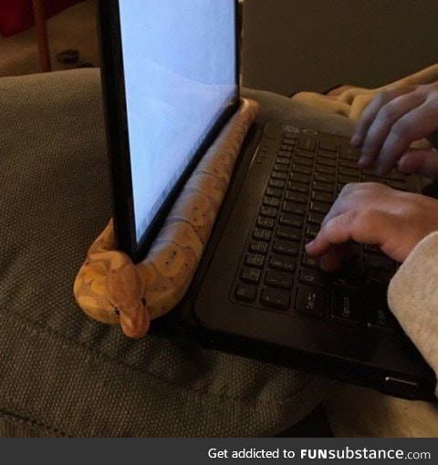 Funny, snakes like warm computers too