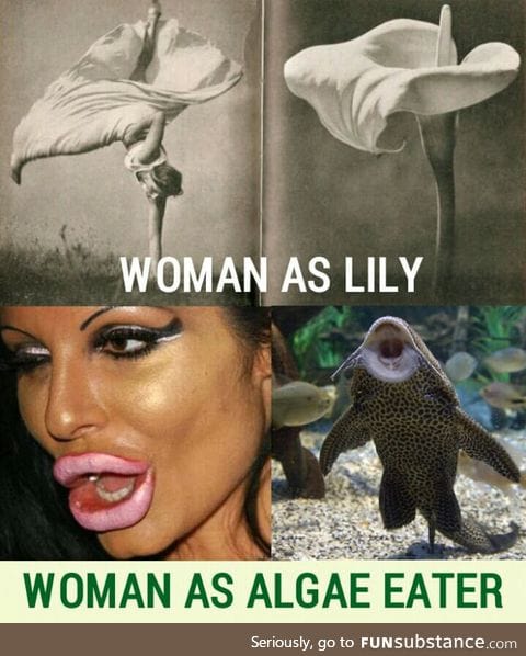 Lily and algae eater