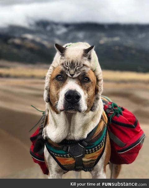 Cat hat