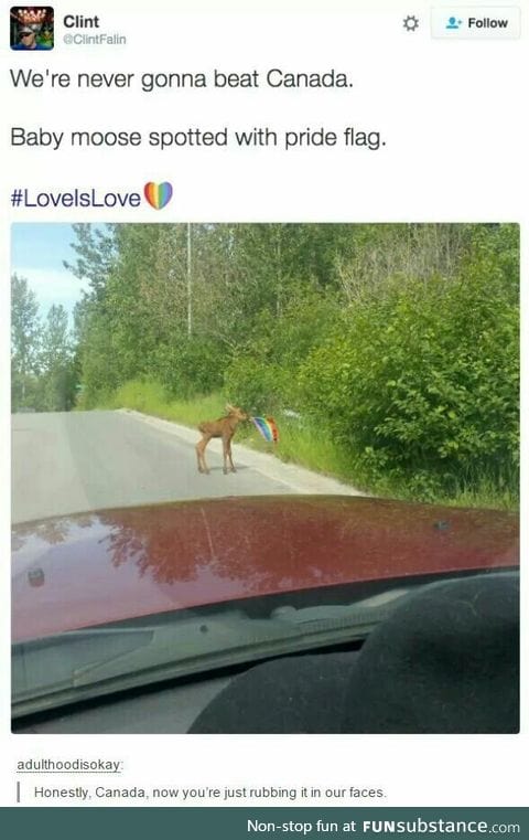 Even their moose have pride lmao