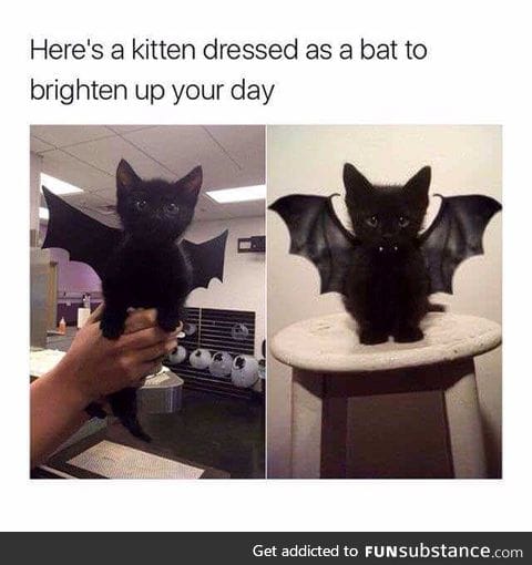 Nana nana nana nana Batcat!