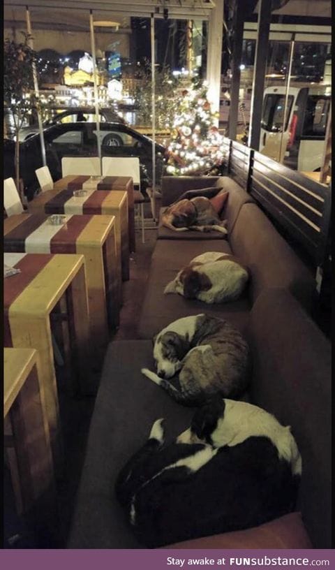 This coffee shop in Greece lets the stray dogs sleep inside every night