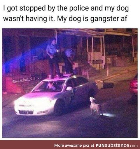 The dog ain't getting shot cuz he's white