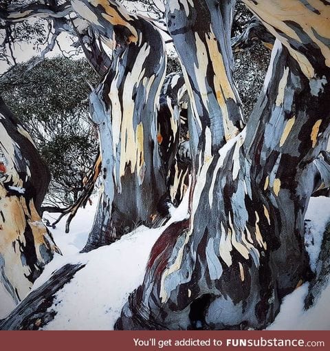 Bark of a Snow Gum tree looks like a painting