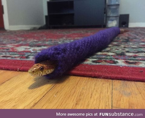 Danger noodle gets sweater for Christmas