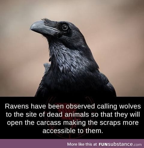 Ravens are hella smart