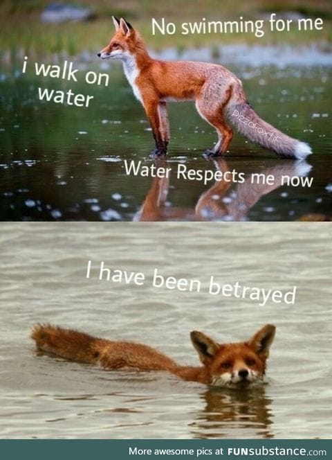 Water walking fox