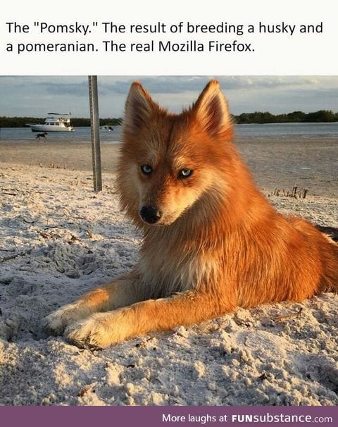 What part is pomeranian?