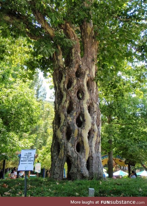 Six Sycamores grafted 42 times