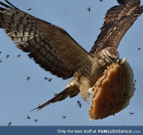 Hawk gives zero f*cks