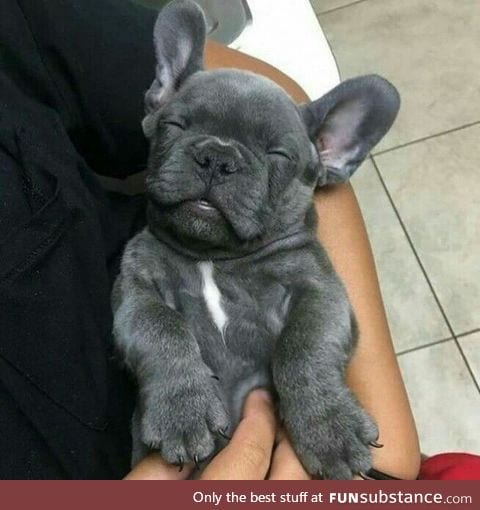 French Bulldog.