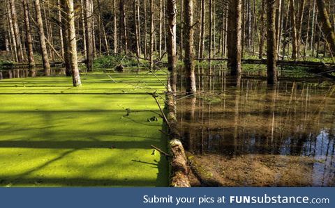 Fallen tree holding back duckweed