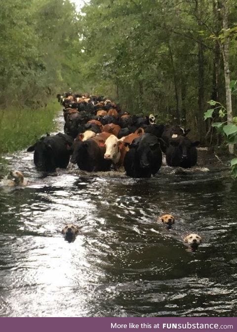 Dogfish lead the way