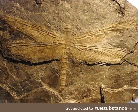 Meganeura, prehistoric dragonfly with 2.5 feet wingspan