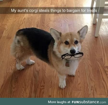 You win this round, Corgi