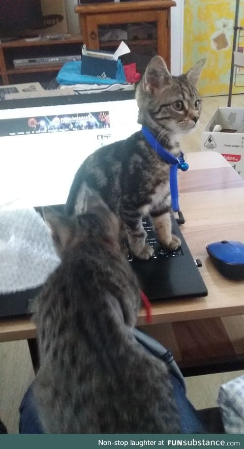 Trying to look at funsub but kittens