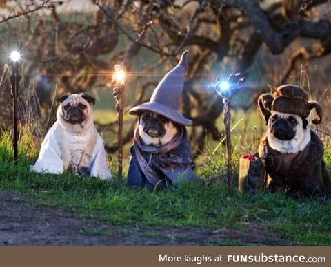 The lord of the pugs