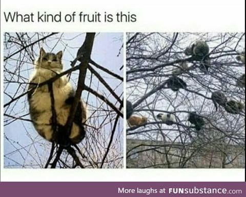 Floofyfruit