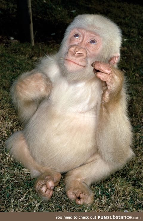 Snowflake, the albino gorilla