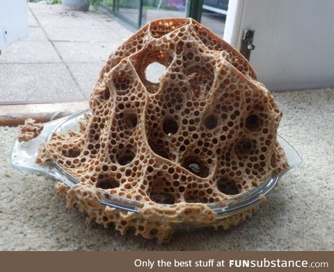 Bees made a nest in a glass bowl