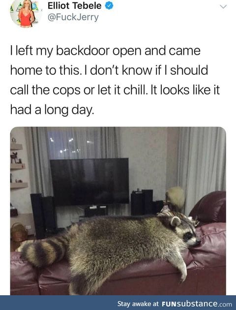 Raccoon and chill