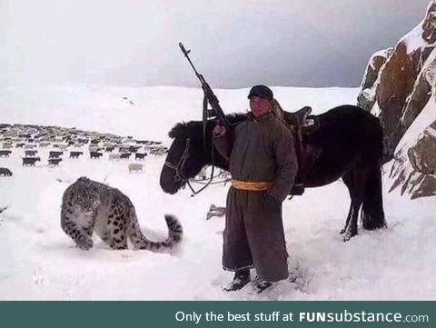 Forget a sheep dog, I want a sheep snow leopard.