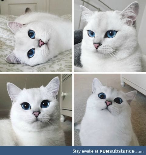 This Cat Has a Better Eyeliner Than You'll Ever Have in Your Entire Life