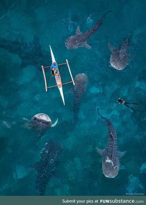 Whale shark party