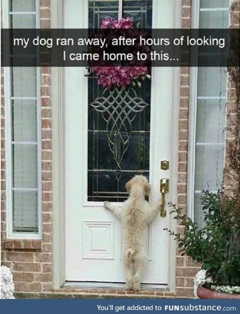 Dog: Let me in mehn, or I'll open this door myself.