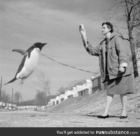 If you give a penguin a fish