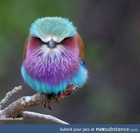 Lilac breasted Roller