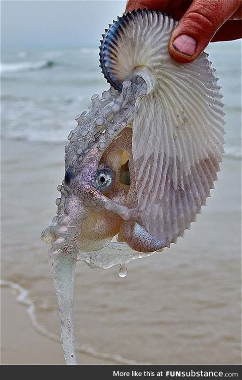 Argonaut aka Paper Nautilus