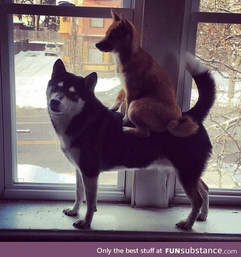 "Onward, noble steed!"