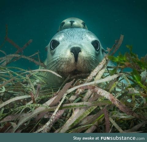 Australian sea lion momma and pup