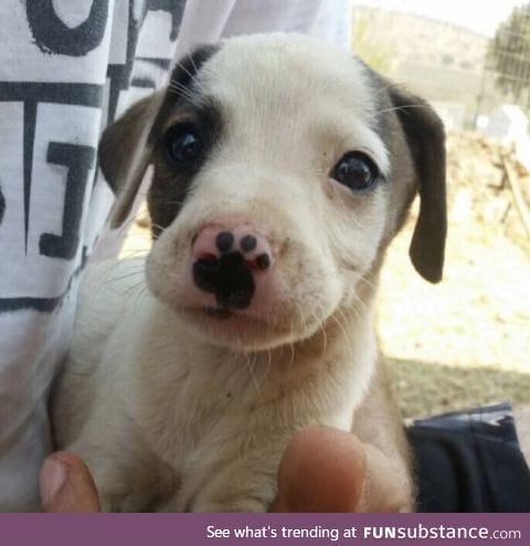 This little boy's snoot has a paw mark on it