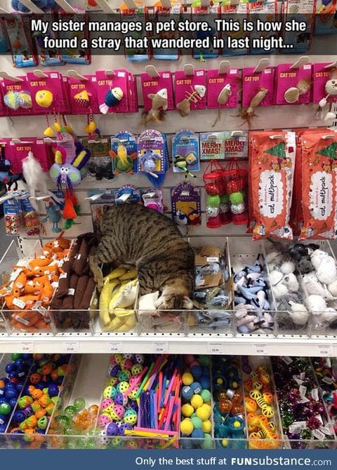 This kitty just found cat heaven