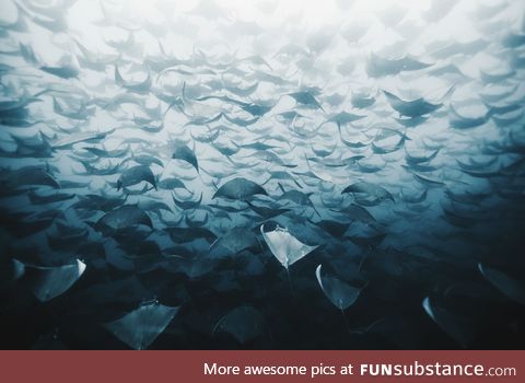 Manta rays galore