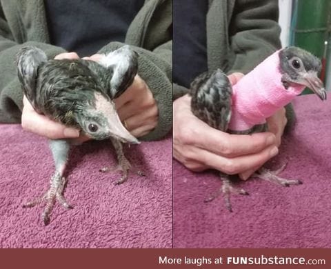 Treating a pigeon with a broken neck