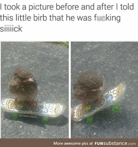 Birb