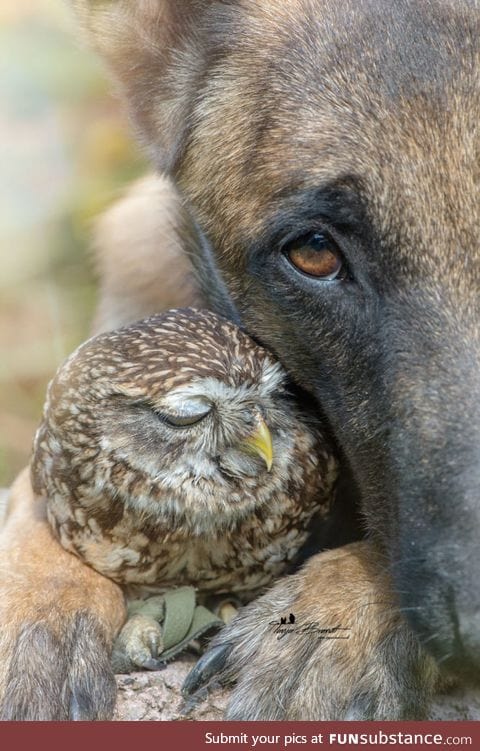 Ingo and her owl friend