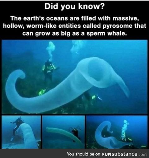 Pyrosomes are pretty cool. 