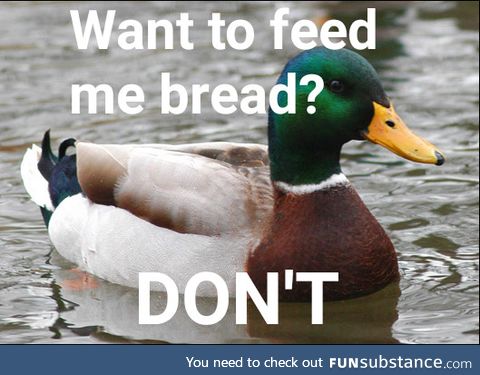 Ducks get nearly zero nutrition from bread. It fills them up and they do not benefit