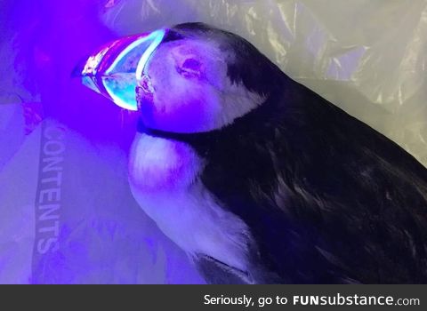 Puffins are bioluminescent