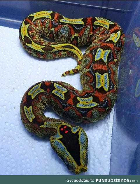 Beautiful Bitis viper has a mini ghost on its head 